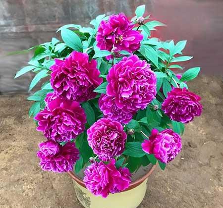 适合养在家里的绿植或者花