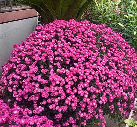 适合养在家里的绿植或者花