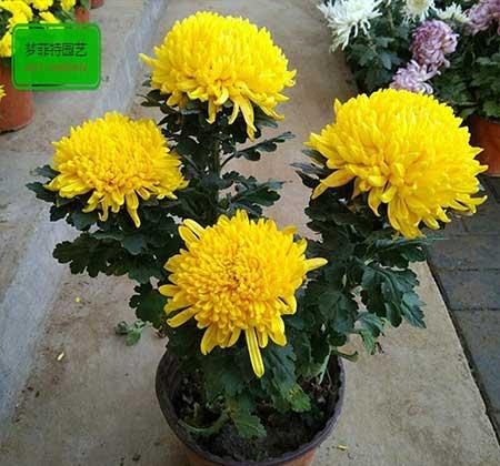 适合养在家里的绿植或者花