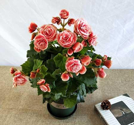 适合养在家里的绿植或者花