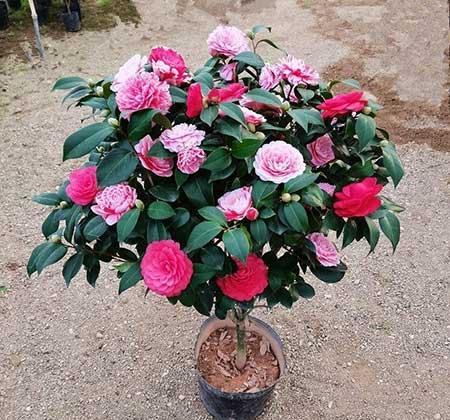 适合养在家里的绿植或者花
