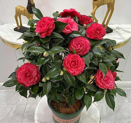 适合养在家里的绿植或者花