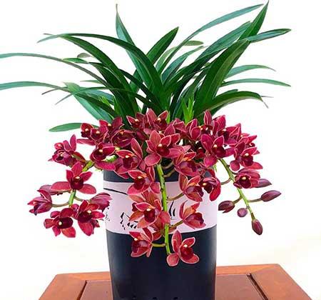 适合养在家里的绿植或者花