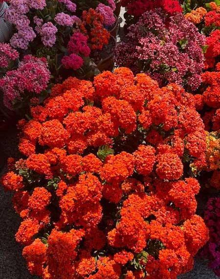 适合养在家里的绿植或者花