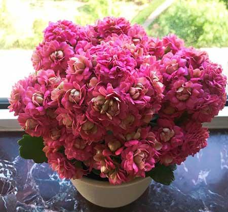 适合养在家里的绿植或者花
