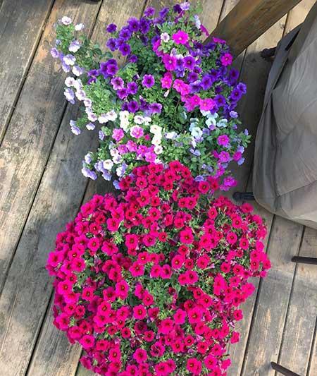 适合养在家里的绿植或者花