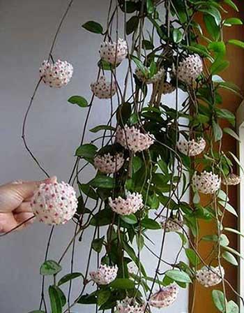 适合养在家里的绿植或者花