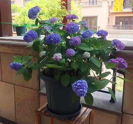 适合养在家里的绿植或者花