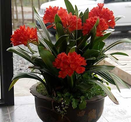 适合养在家里的绿植或者花
