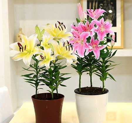 适合养在家里的绿植或者花