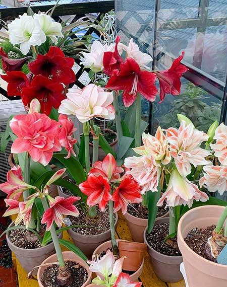 适合养在家里的绿植或者花