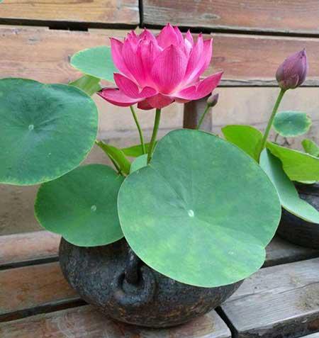 适合阳台养的植物花卉