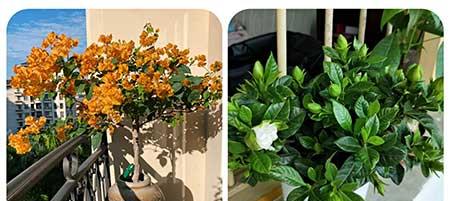 适合阳台养的植物花卉