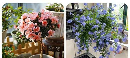 适合阳台养的植物花卉