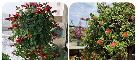 适合阳台养的植物花卉