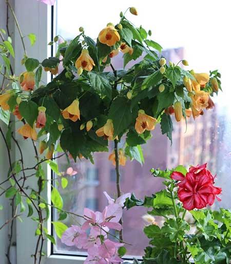 适合阳台养的植物花卉