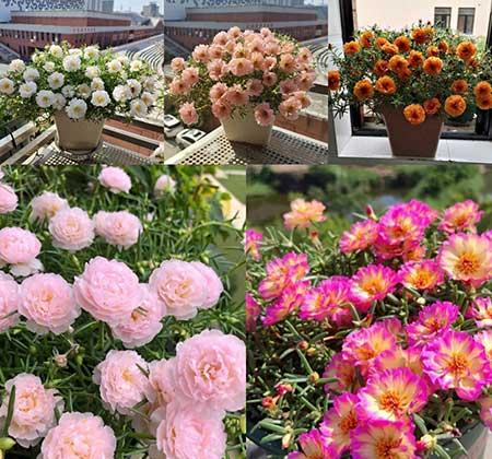 适合阳台养的植物花卉