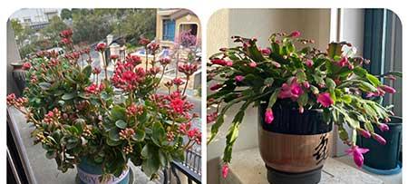 适合阳台养的植物花卉