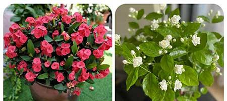 适合阳台养的植物花卉