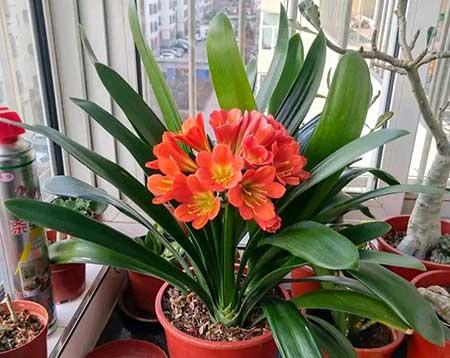 适合阳台养的植物花卉