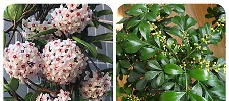 适合阳台养的植物花卉