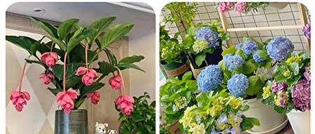 适合阳台养的植物花卉