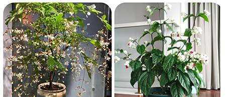 适合阳台养的植物花卉