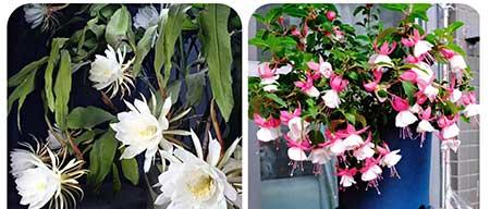 适合阳台养的植物花卉