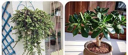 适合阳台养的植物花卉