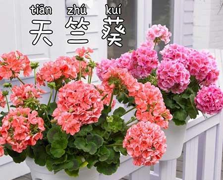 适合阳台养的植物花卉