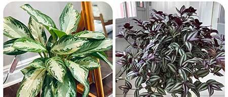 适合阳台养的植物花卉