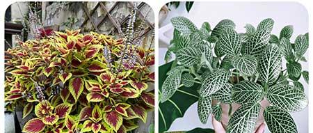 适合阳台养的植物花卉