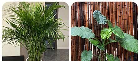 适合阳台养的植物花卉