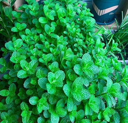 适合阳台养的植物花卉