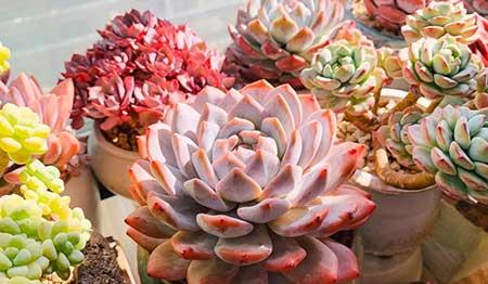 适合阳台养的植物花卉