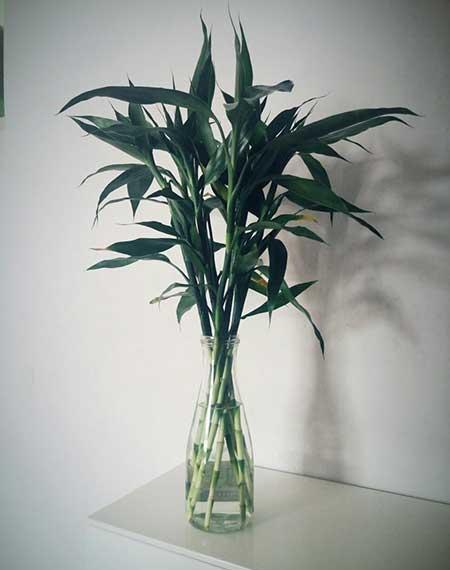 适合室内养的花和植物
