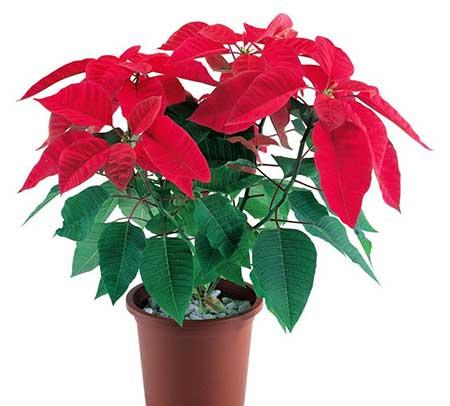 适合室内养的花和植物
