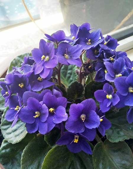 适合室内养的花和植物