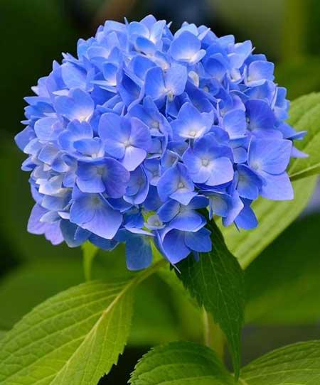 适合室内养的花和植物