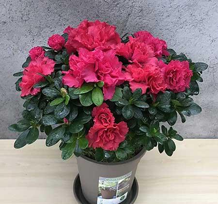 适合室内养的花和植物