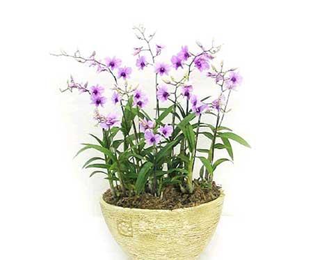 适合室内养的花和植物