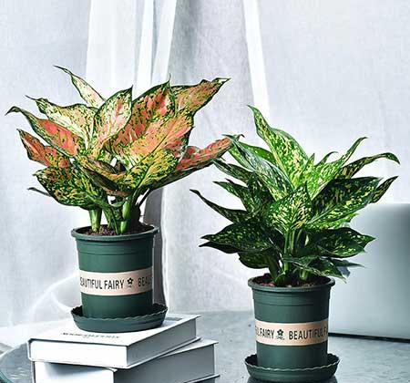 适合室内养的花和植物
