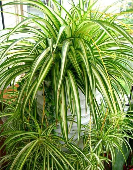 适合室内养的花和植物