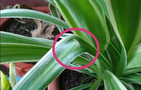 适合室内养的花和植物