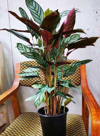 适合室内养的花和植物