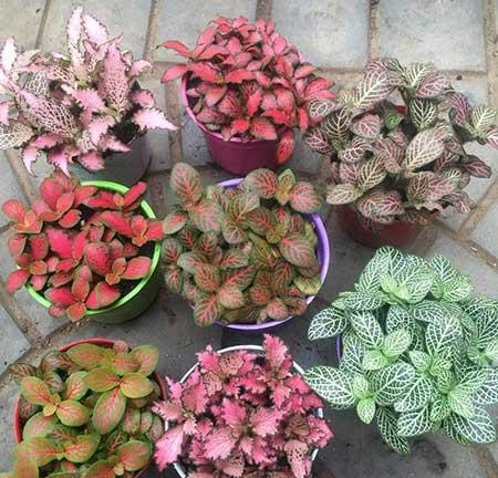 适合室内养的花和植物