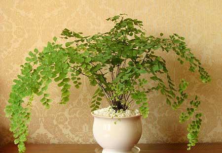 适合室内养的花和植物