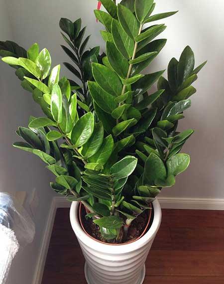 适合室内养的花和植物