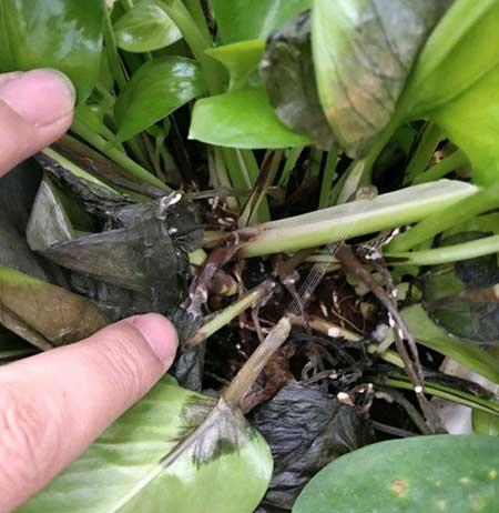 适合室内养的花和植物