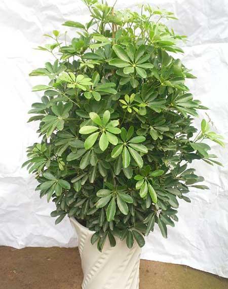 适合室内养的花和植物